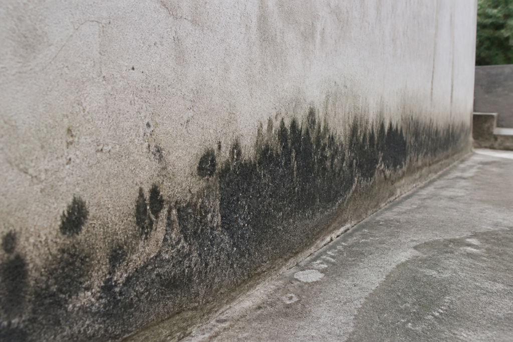 Mur degradé avec taches noires de moisissure visible